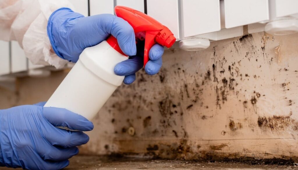 Mold Remediation 