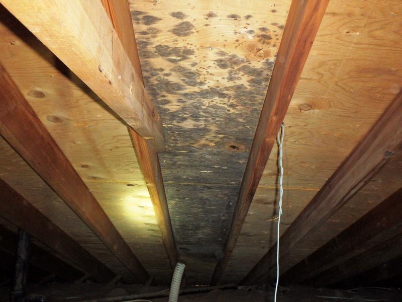 Basement and Crawl Space Mold: Out of Sight, But Never Harmless