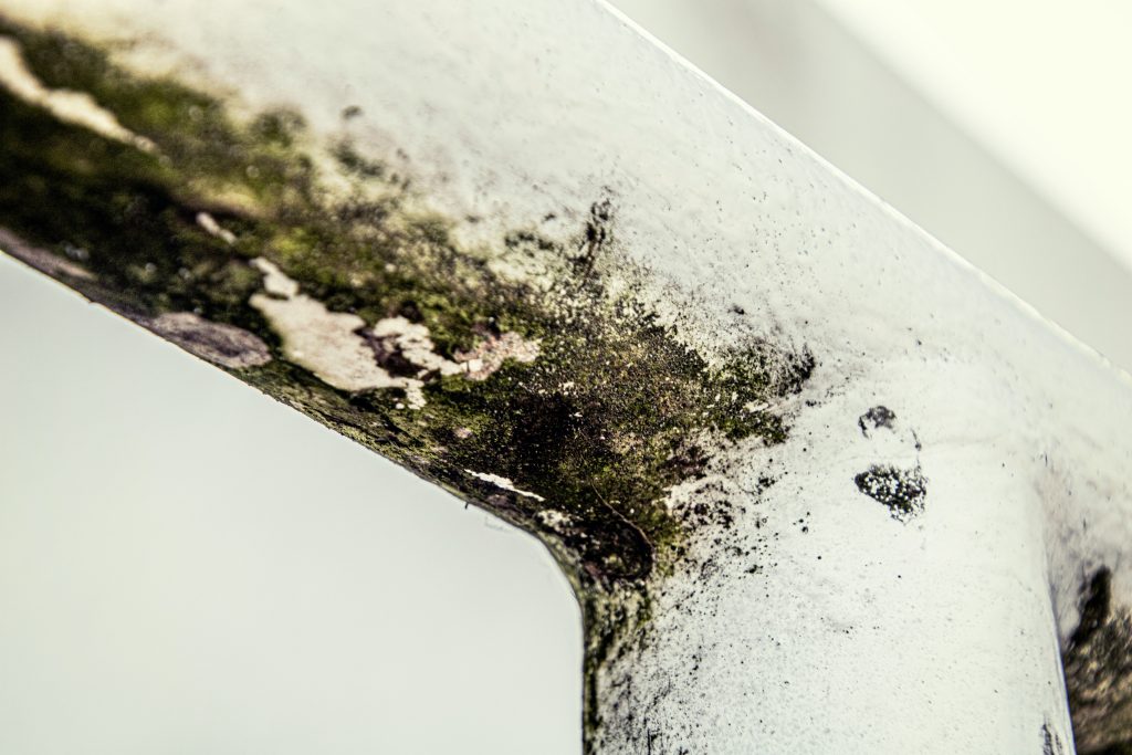 Mold Removal vs Mold Cleaning mold removal